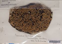 Attēlu rezultāti vaicājumam “Menegazzia terebrata”