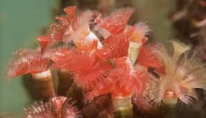 Attēlu rezultāti vaicājumam “Serpoleskea subtilis”