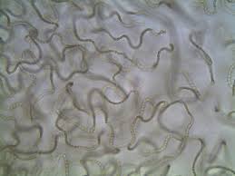 Attēlu rezultāti vaicājumam “Cyanophyta”