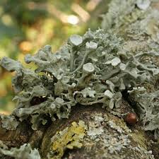 Attēlu rezultāti vaicājumam “Ramalina fastigiata”