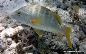 Image result for Lutjanus apodus