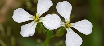 Attēlu rezultāti vaicājumam “Raphanus raphanistrum flower”