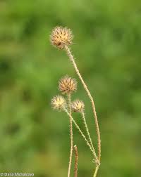 Image result for Dipsacus pilosus