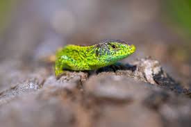 Attēlu rezultāti vaicājumam “Lacerta agilis male”