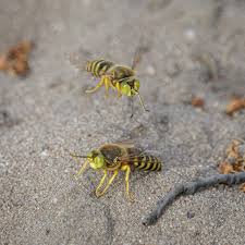 Attēlu rezultāti vaicājumam “Bembix rostrata”