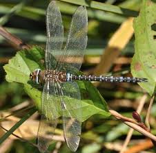 Attēlu rezultāti vaicājumam “Carterocephalus silvicolus female”