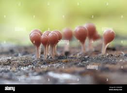 Attēlu rezultāti vaicājumam “Hemitrichia calyculata stalked”