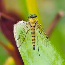 Attēlu rezultāti vaicājumam “Rhagionidae”