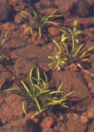 Attēlu rezultāti vaicājumam “Isoetes lacustris”