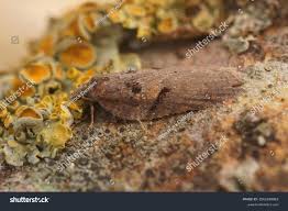 Attēlu rezultāti vaicājumam “Acleris aspersana”