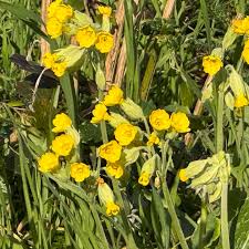 Image result for Primula veris