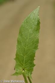 Attēlu rezultāti vaicājumam “Crepis paludosa leaf”