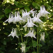 Image result for Aquilegia vulgaris