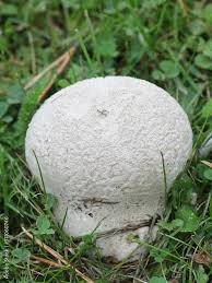 Attēlu rezultāti vaicājumam “Calvatia utriformis”