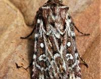 Attēlu rezultāti vaicājumam “Lycophotia porphyrea”