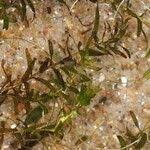 Attēlu rezultāti vaicājumam “Callitriche hermaphroditica leaf”