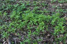 Attēlu rezultāti vaicājumam “Mercurialis perennis bud”