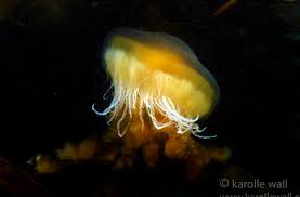 Image result for Phacellophora camtschatica