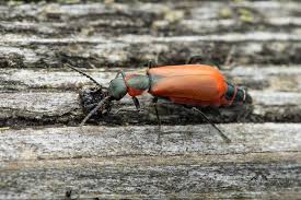 Attēlu rezultāti vaicājumam “Anthocomus rufus”