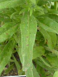Attēlu rezultāti vaicājumam “Echium vulgare”
