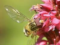 Attēlu rezultāti vaicājumam “Helophilus hybridus”