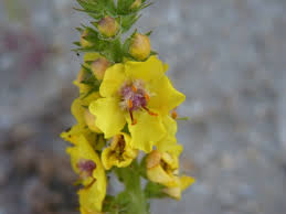Image result for Verbascum nigrum