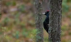 Attēlu rezultāti vaicājumam “Dryocopus martius”