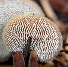 Attēlu rezultāti vaicājumam “Auriscalpium vulgare”