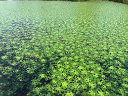 Attēlu rezultāti vaicājumam “Trapaceae”