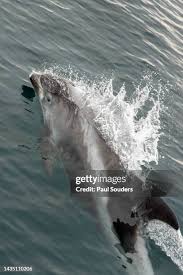 Image result for Lagenorhynchus albirostris