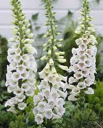 Attēlu rezultāti vaicājumam “Digitalis purpurea fruit”