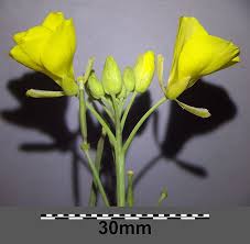 Attēlu rezultāti vaicājumam “Diplotaxis tenuifolia leaf”