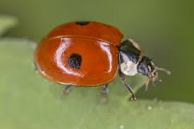 Attēlu rezultāti vaicājumam “Adalia bipunctata imago”