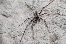 Attēlu rezultāti vaicājumam “Philodromus margaritatus”