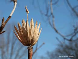 Attēlu rezultāti vaicājumam “Liriodendron tulipifera fruit”
