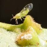 Attēlu rezultāti vaicājumam “Trioza dispar nymph”