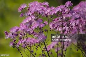 Attēlu rezultāti vaicājumam “Thalictrum aquilegifolium”