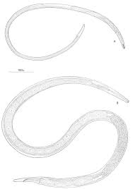 Attēlu rezultāti vaicājumam “Enteridium liceoides sessile”