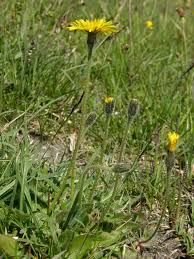 Attēlu rezultāti vaicājumam “Leontodon hispidus”