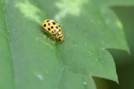 Attēlu rezultāti vaicājumam “Psyllobora vigintiduopunctata”