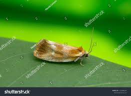 Attēlu rezultāti vaicājumam “Eulia ministrana”