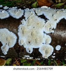 Attēlu rezultāti vaicājumam “Postia rennyi”