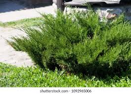 Attēlu rezultāti vaicājumam “Juniperus sabina”