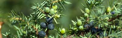 Attēlu rezultāti vaicājumam “Juniperus communis fruit”