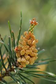 Attēlu rezultāti vaicājumam “Pinus pumila male flower”