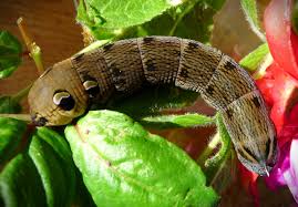 Attēlu rezultāti vaicājumam “Deilephila elpenor larva”