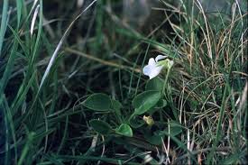 Attēlu rezultāti vaicājumam “Viola rupestris leaf”