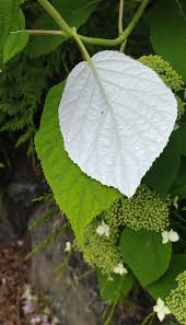 Attēlu rezultāti vaicājumam “Hydrangea arborescens subsp. discolor flower”