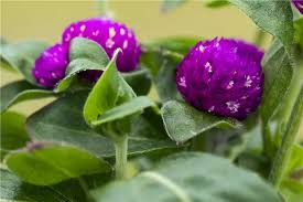 Image result for Kugelamarant