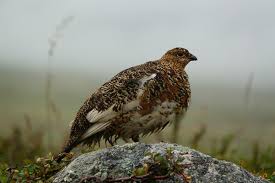 Image result for Lagopus lagopus